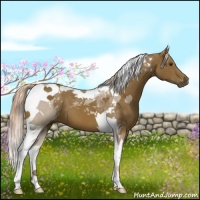 Horse Color:Chocolate Palomino Tobiano 
