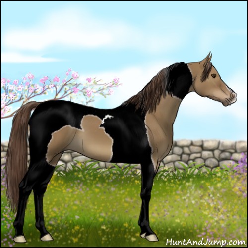 Horse Color:Liver Red Dun Tobiano