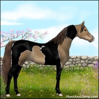 Horse Color:Liver Red Dun Tobiano 