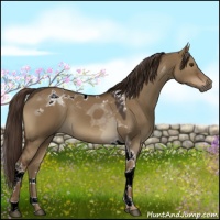 Horse Color:Liver Red Dun Tobiano