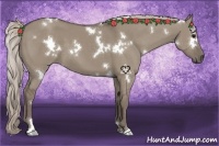 Horse Color:White Spotted Silver Grullo