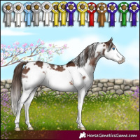 Horse Color:White Spotted Liver Chestnut Splash Frame 