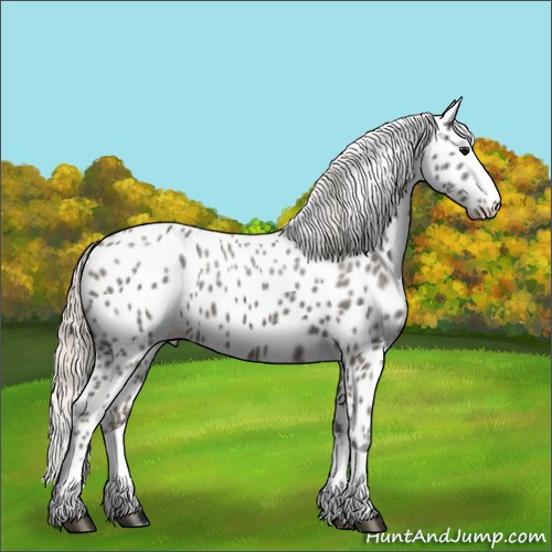 Horse Color:Silver Black Splash Appaloosa 