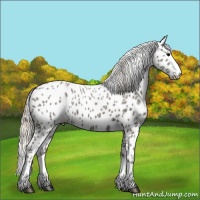 Horse Color:Silver Black Splash Appaloosa 