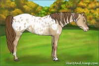 Horse Color:White Spotted Liver Red Dun Pearl Appaloosa 