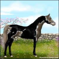 Horse Color:Chocolate Palomino Tobiano Frame 