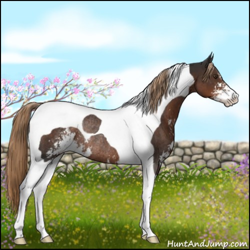 Horse Color:Liver Chestnut Sabino Tobiano Rabicano