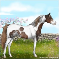 Horse Color:Liver Chestnut Sabino Tobiano Rabicano