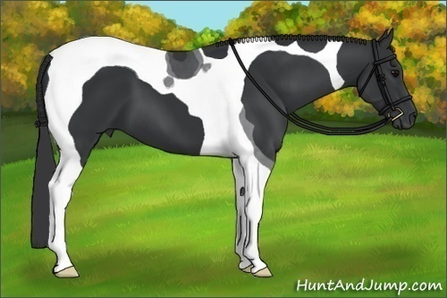 Horse Color:Black Tobiano 