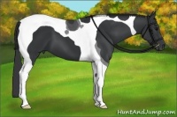 Horse Color:Black Tobiano