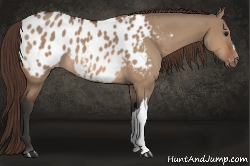 Horse Color:Bay Dun Appaloosa