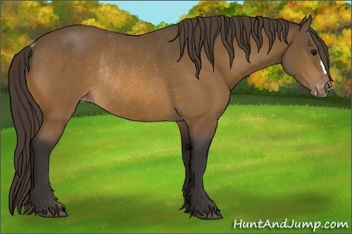 Horse Color:Buckskin Appaloosa Rabicano 