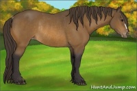Horse Color:Buckskin Varnish Rabicano 