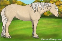 Horse Color:Cremello Sabino Varnish Rabicano 
