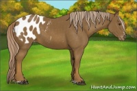 Horse Color:Chocolate Palomino Sabino Blanket 