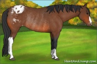 Horse Color:Bay Appaloosa Rabicano 