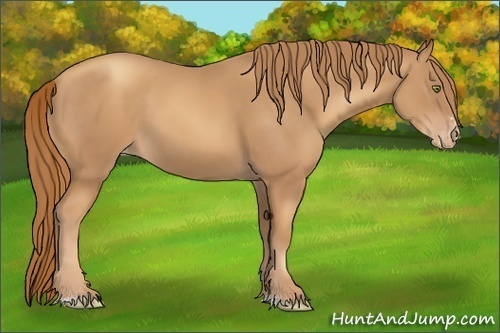 Horse Color:Gold Champagne Sabino Appaloosa Rabicano 
