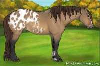 Horse Color:Bay Dun Sabino Appaloosa