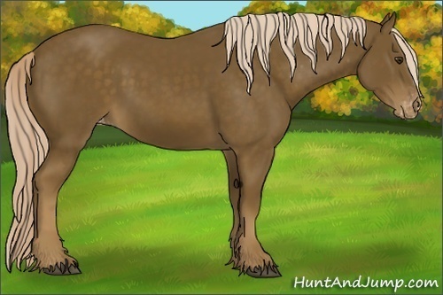 Horse Color:Chocolate Palomino Sabino Appaloosa