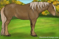 Horse Color:Chocolate Palomino Sabino Appaloosa 