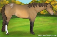 Horse Color:Buckskin Appaloosa Rabicano