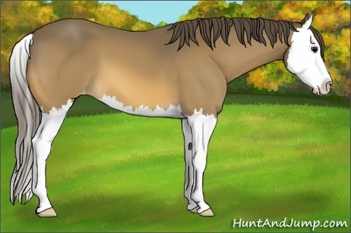 Horse Color:Buckskin Splash Appaloosa 