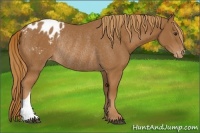 Horse Color:Chestnut Blanket Rabicano 