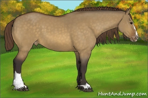 Horse Color:Buckskin Dun Sabino Varnish 