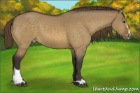 Horse Color:Buckskin Dun Sabino Varnish