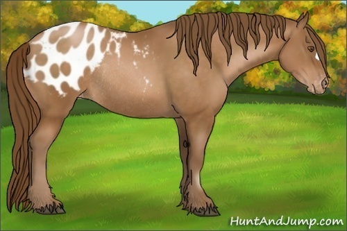 Horse Color:Brown Pearl Appaloosa Rabicano 