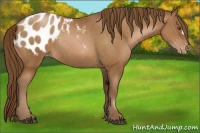 Horse Color:Brown Pearl Appaloosa Rabicano 