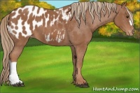 Horse Color:Chestnut Blanket 