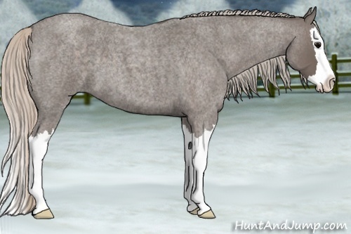 Horse Color:Silver Blue Roan Splash