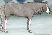 Horse Color:Silver Blue Roan Splash 