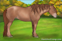 Horse Color:Gray Gold Champagne 