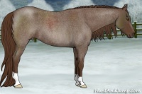 Horse Color:Liver Red Roan 