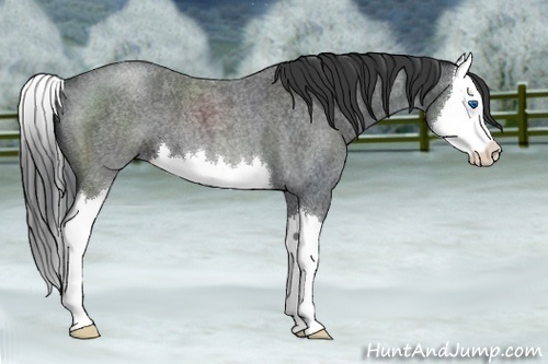 Horse Color:Blue Roan Splash 