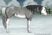 Horse Color:Blue Roan Splash 