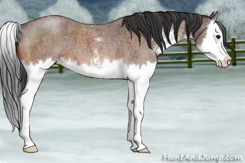 Horse Color:Bay Roan Sabino Splash 
