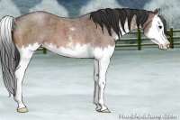 Horse Color:Bay Roan Sabino Splash