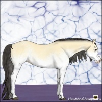 Horse Color:White Spotted Buckskin Roan 