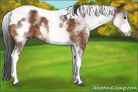 Horse Color:White Spotted Bay Tobiano