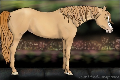 Horse Color:Gold Champagne Splash 