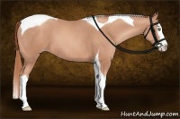 Horse Color:Gold Champagne Splash Tobiano