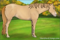 Horse Color:Gold Champagne Splash 