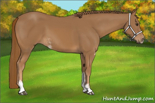Horse Color:Chestnut Sabino 