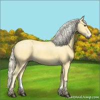 Horse Color:Palomino