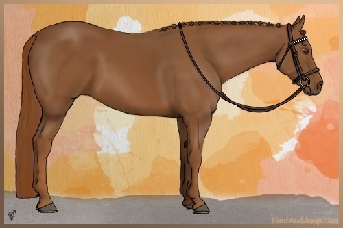 Horse Color:Chestnut 