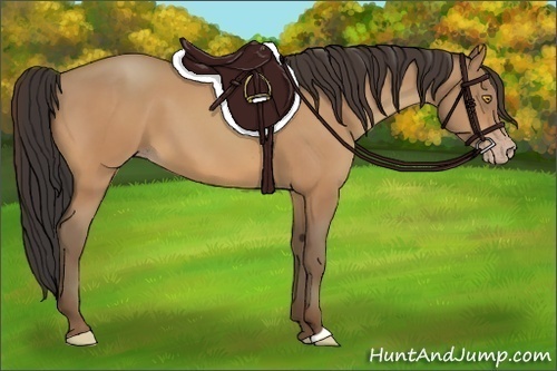 Horse Color:Amber Champagne 