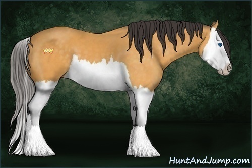 Horse Color:Buckskin Splash 